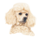 (image for) Poodle- White Small Calendar Holder(B)